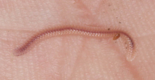 Andrognathidae