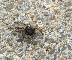 Habronattus borealis