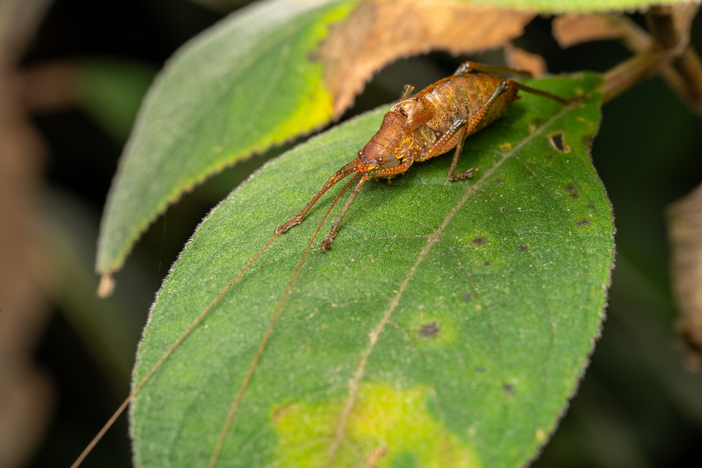 Beierotettix marginatus