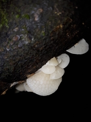 Favolaschia pustulosa