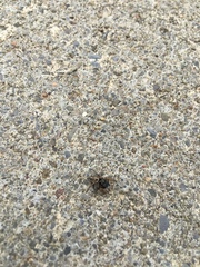 Habronattus borealis