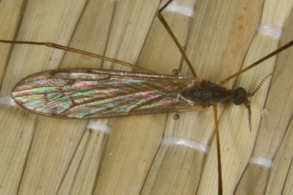 Rhipidia uniseriata