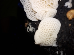 Favolaschia pustulosa