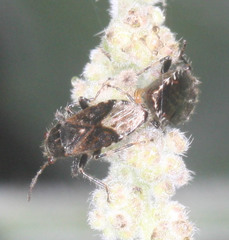 Heterogaster behrensii