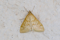 Hahncappsia pergilvalis