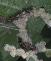 Heterogaster behrensii