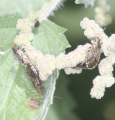 Heterogaster behrensii