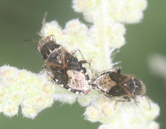 Heterogaster behrensii