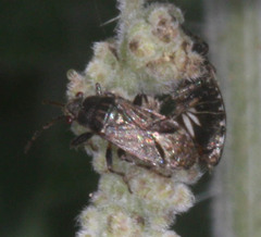 Heterogaster behrensii