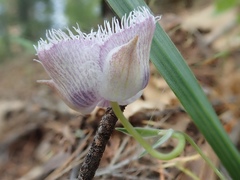 Calochortus coeruleus
