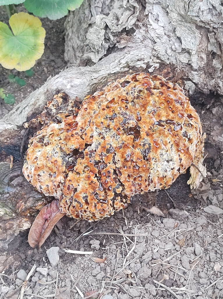 Pseudoinonotus dryadeus · July 2024 · photo: © maria_luisa_gma (iNaturalist, CC)