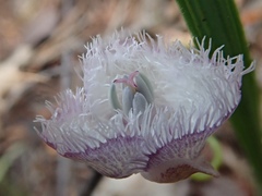 Calochortus coeruleus