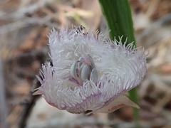 Calochortus coeruleus