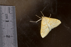 Hahncappsia pergilvalis