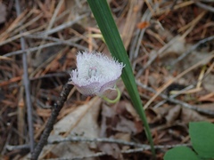 Calochortus coeruleus