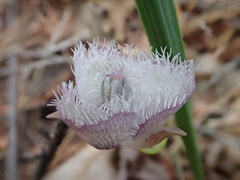 Calochortus coeruleus