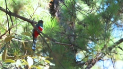Trogon mexicanus