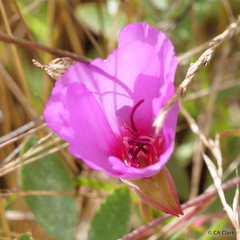 Clarkia rubicunda