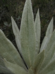 Espeletia grandiflora