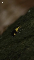 Oecophora bractella