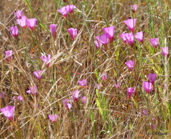 Clarkia rubicunda