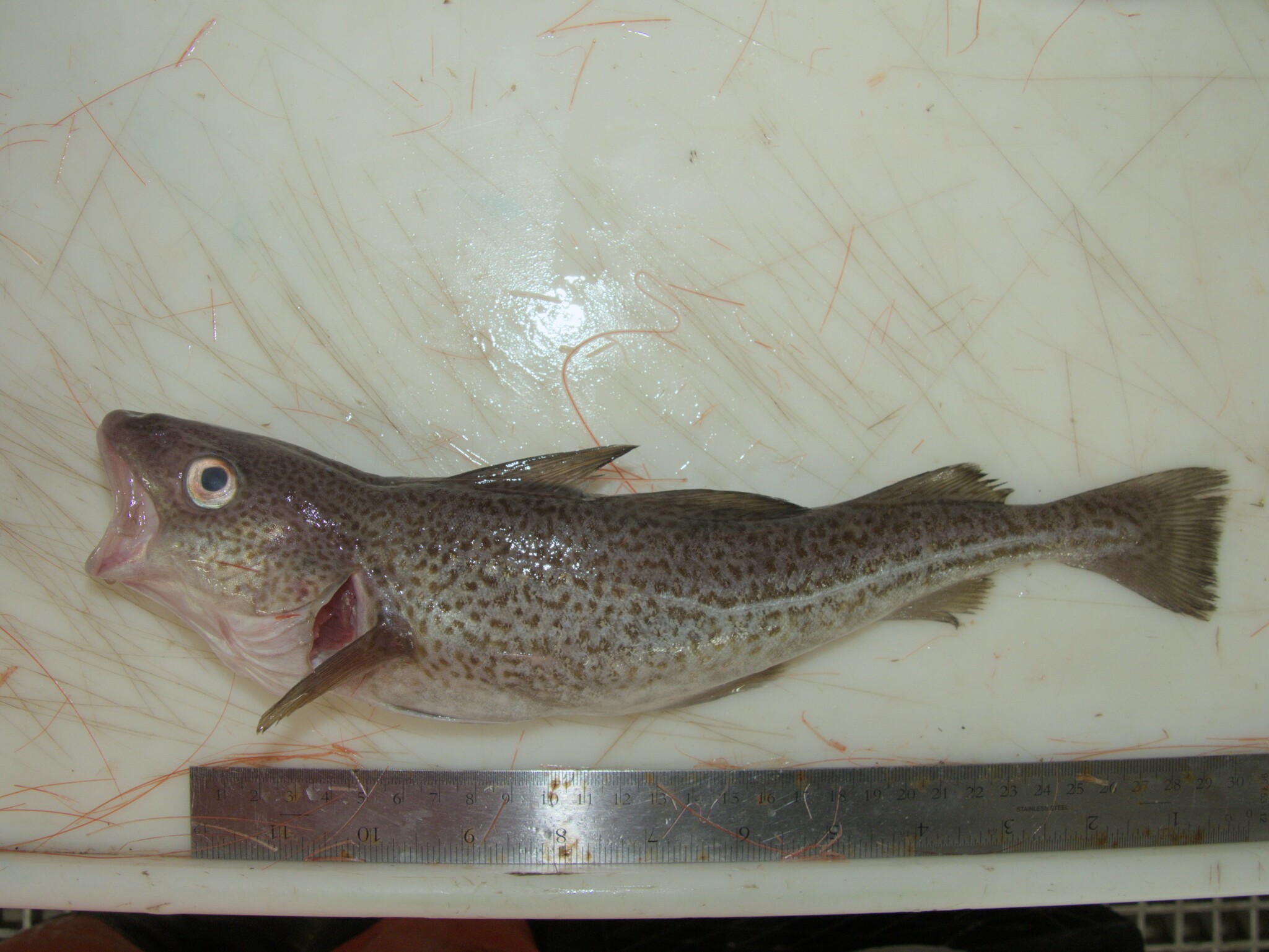 Atlantic cod