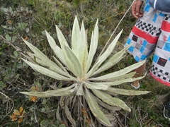 Espeletia grandiflora