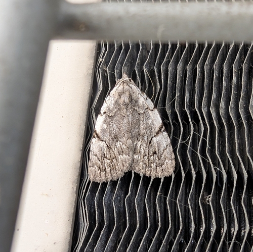 Many-dotted Appleworm Moth photo 3