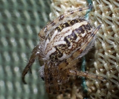 Aculepeira armida
