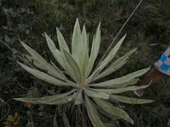 Espeletia grandiflora