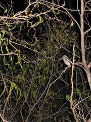Micrathene whitneyi