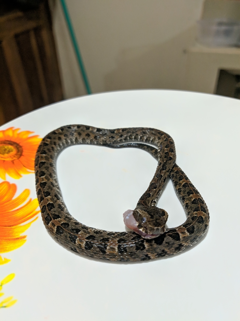 Costa Rican Hognosed Pitviper