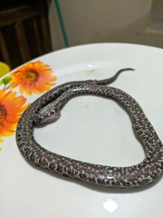 Porthidium volcanicum