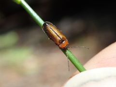 Silinae