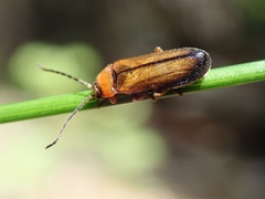 Silinae