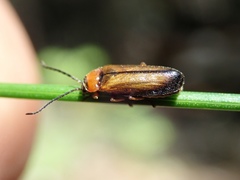 Silinae