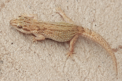 Algerian Wall Gecko photo 5