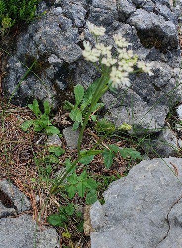 Image of Heracleum austriacum by (c) Jiri Klimes, some rights reserved (CC BY)