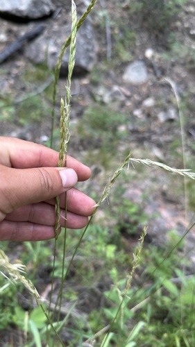Elymus mutabilis observed 2024-07-08