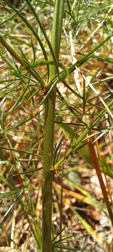 Image of Asparagus verticillatus by (c) Гущина Ангелина Викторовна, some rights reserved (CC BY)