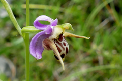 Ophrys oestrifera
