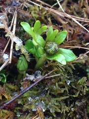Ranunculus nivalis