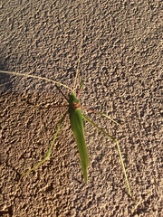 Acrometopa syriaca