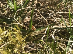 Prenolepis imparis