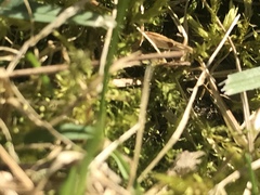 Prenolepis imparis