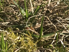 Prenolepis imparis