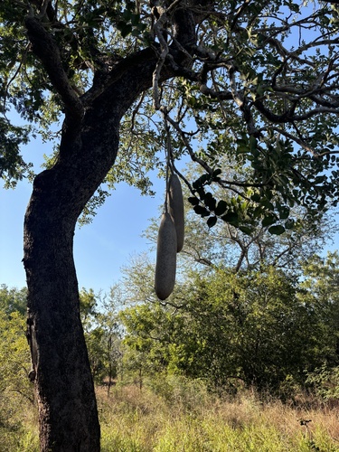 Sausage tree