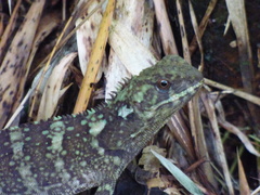 Enyalioides