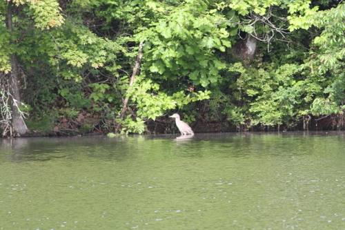 Black-crowned Night Heron photographed in Pennsylvania