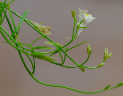 Linaria chalepensis
